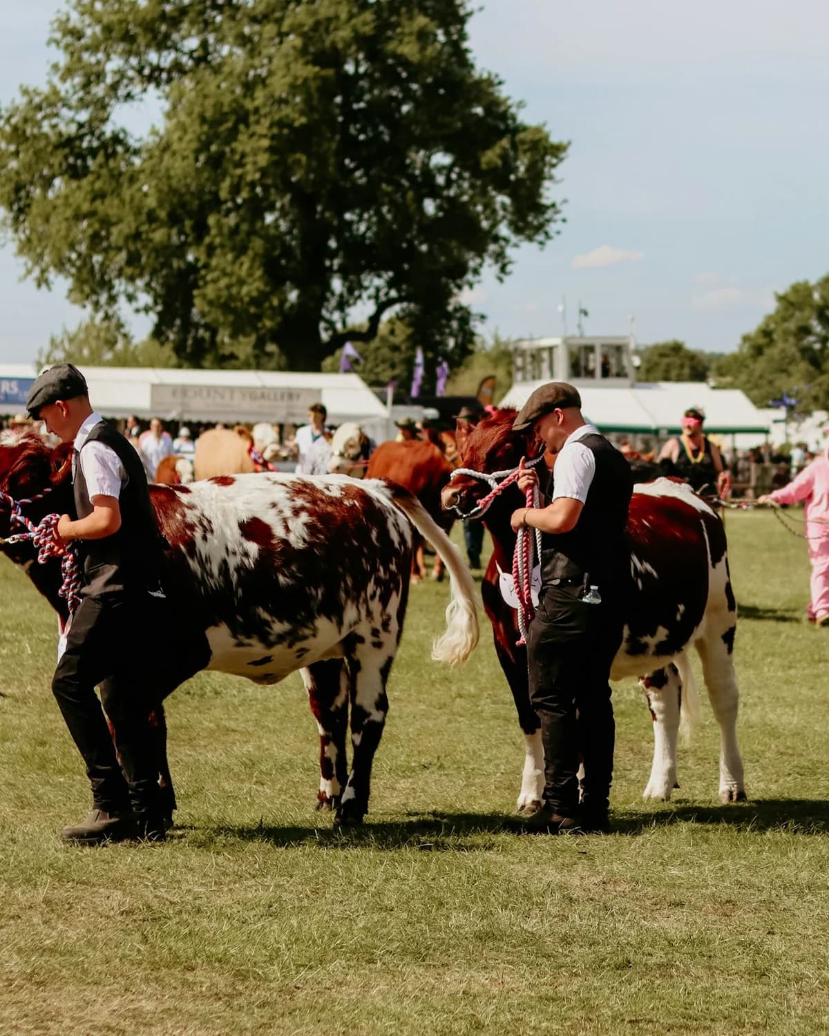 Handlers leading show cattle across the ring at a field day, trade marquees and flags behind